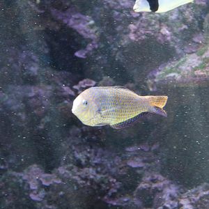 Shortnose Wrasse (Macropharyngodon geoffroy)