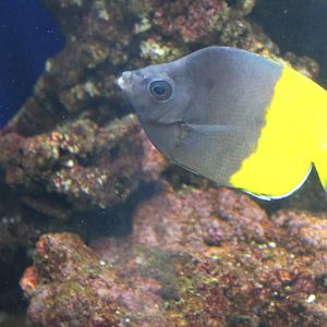 Smiths Butterflyfish (Chaetodon smithi)