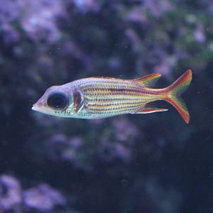 Spotfin Squirrelfish (Neoniphon sammara)