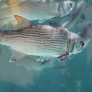 Threadfin (Polydactylus sexfilis)
