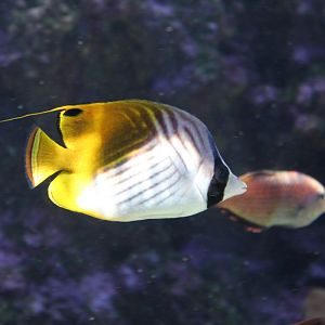 Threadfin Butterflyfish (Chaetodon auriga)