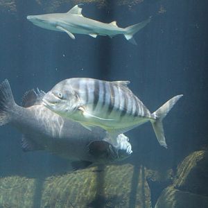 Trevally - most likely Golden Trevally (Gnathanodon speciosus)