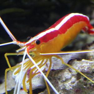 Whitestriped Cleaner Shrimp (Lysmata amboinensis)