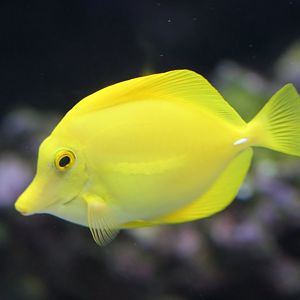 Yellow Tang (Zebrasoma flavescens)
