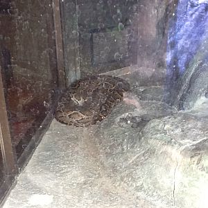 Zoo Entrance - Burmese Python