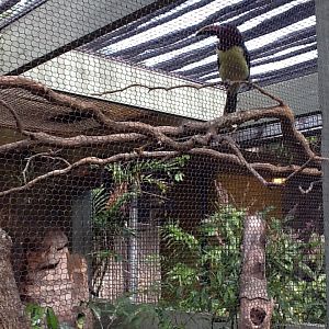 Zoo Entrance - Green Aracari