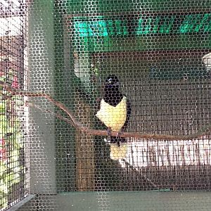 Zoo Entrance - Plush-Crested Jay