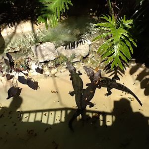 Dwarf Caimans