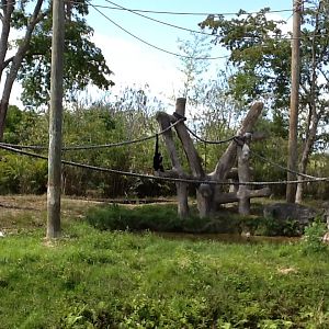 Orangutans/White-Cheeked Gibbons