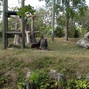 Orangutans/White-Cheeked Gibbons