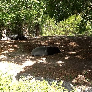 Malayan Tapirs