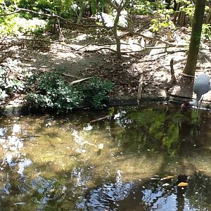 Wings of Asia - Sarus Crane