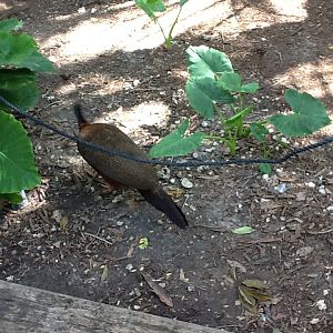 Wings of Asia - Argus Pheasant