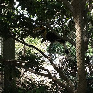 Wings of Asia - Great Indian Hornbill