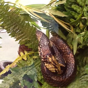 Toadstool - Tiger Rat Snake