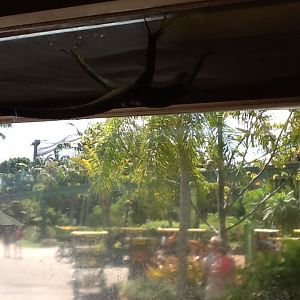 Toadstool - Common Agama