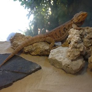 Toadstool - Bearded Lizard