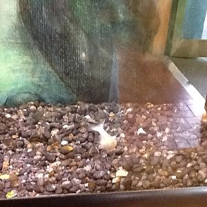 Toadstool - Blind Cave Fish