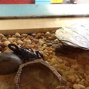 Toadstool - Emperor Scorpion