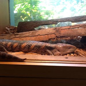 Toadstool - Eastern Blue-Tongued Skink