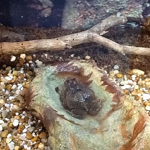 Toadstool - Puerto Rican Crested Toad