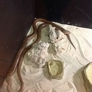 Toadstool - European Glass Lizard