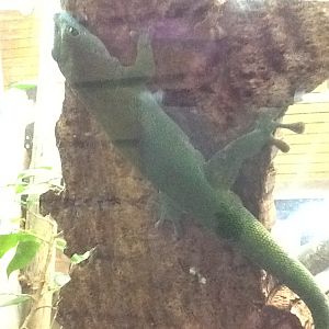 Toadstool - Madagascan Day Lizard