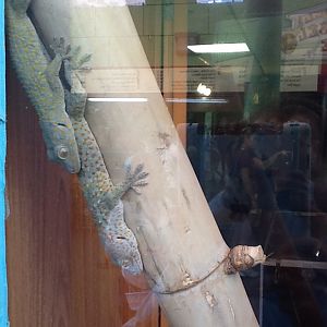 Toadstool - Tokay Geckos