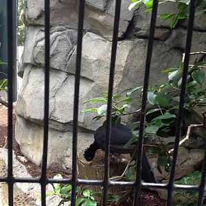 Great Currasow/Chestnut Mandibled Toucan/Black-Throated Magpie Jay