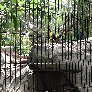 Great Currasow/Chestnut Mandibled Toucan/Black-Throated Magpie Jay