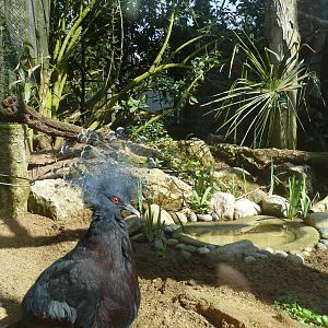 Linton Zoo Victoria Crowned Pigeon