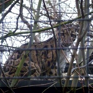 Linton Zoo Clouded Leopard