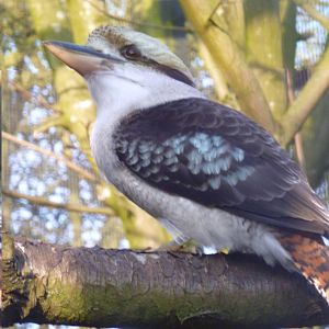 Linton Zoo laughing kookaburra