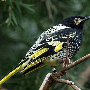 Regent honeyeater