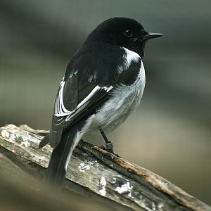 Hooded robin