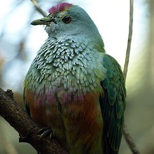 Rose-crowned Fruit dove