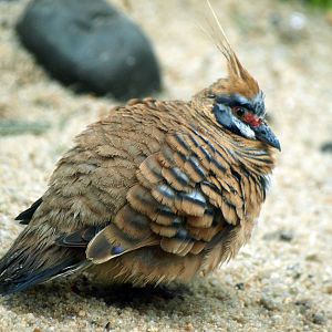Spinifex pigeon