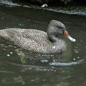 Freckled duck