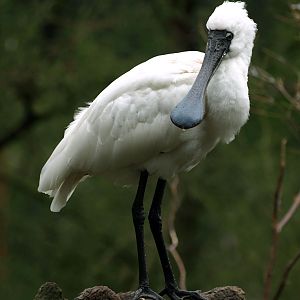 Royal spoonbill