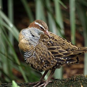 Buff-banded Landrail