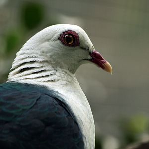 White-headed pigeon