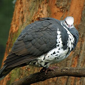 Wonga pigeon