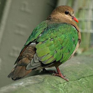 Emerald dove