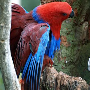 Hen Eclectus