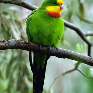 Cock Superb parrot