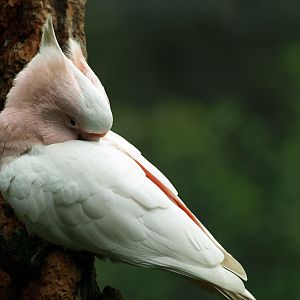 Leadbeater's cockatoo