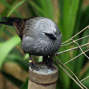 Apostlebird