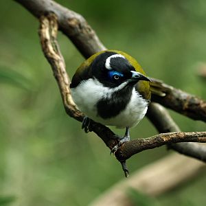 Blue-faced honeyeater