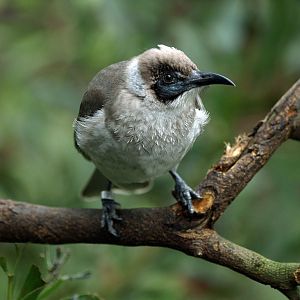 Little Friarbird