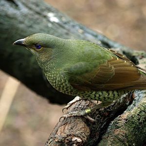 Hen Satin bowerbird
